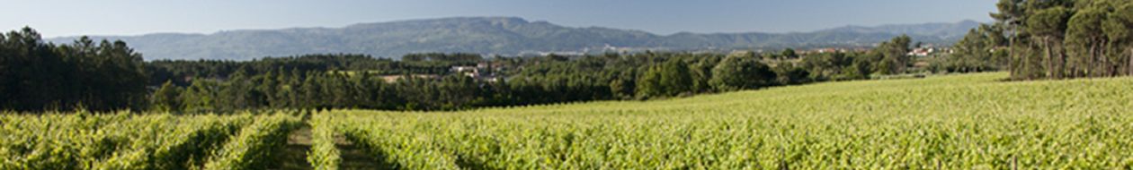 Papa Francisco reforça alertas para consequências do aquecimento global